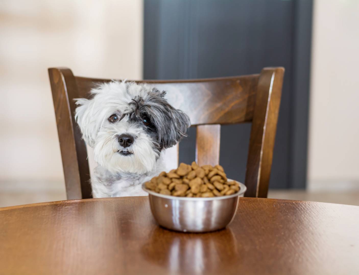 5 Anzeichen dafür, dass Ihr Hund eine Lebensmittelallergie haben könnte. Aufgepasst!