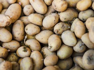 Gekeimte Kartoffeln: Ist es gefährlich, sie zu essen?