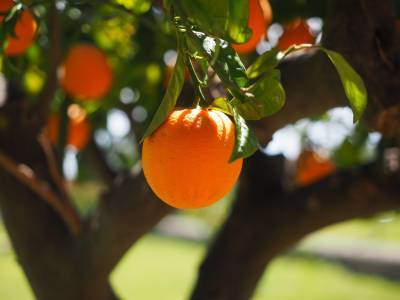 Orangen zu Weihnachten: Eine uralte Tradition voller Bedeutung und Symbolik!