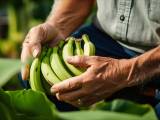 Artikel: Weltweiter Alarm: Die Cavendish-Banane ist vom Aussterben bedroht!