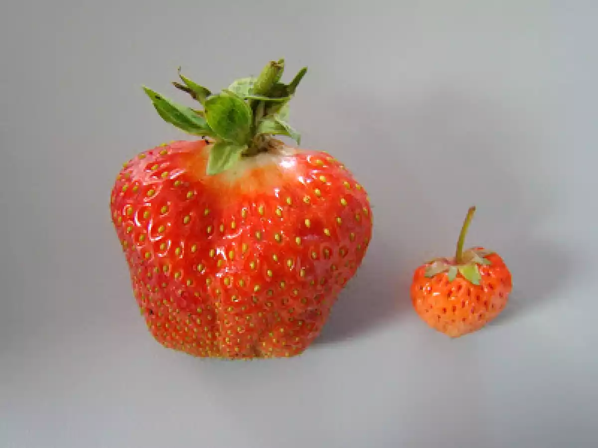 Sorbet von der Weissen Ananas - foto 2